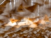 In Flight, 2016