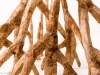 Mangrove (detail), 2017